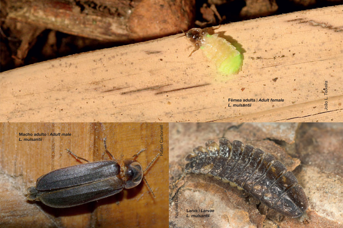 International Firefly Symposium - Lesser spectacled glow-worm